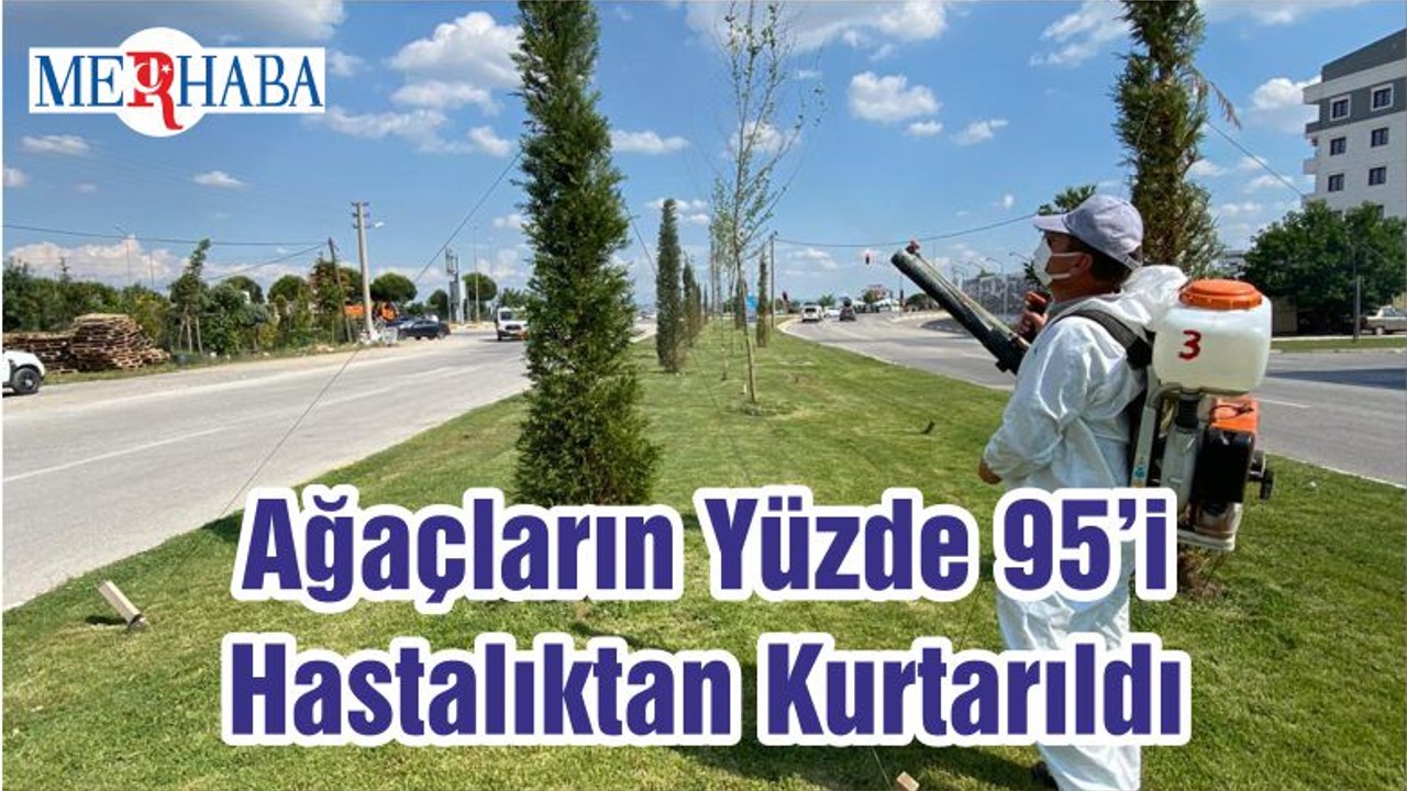 Ağaçların Yüzde 95’i Hastalıktan Kurtarıldı