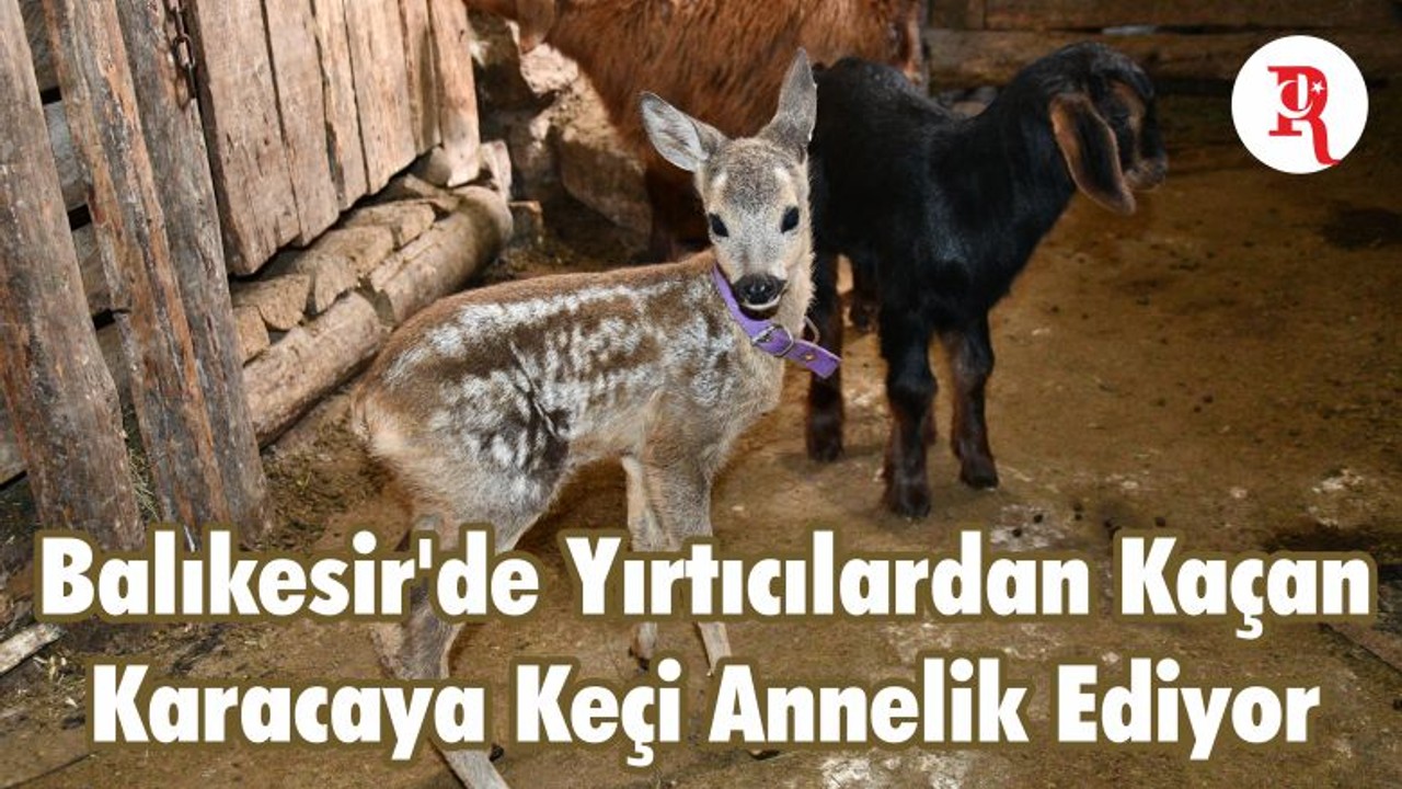 Balıkesir'de Yırtıcılardan Kaçan Karacaya Keçi Annelik Ediyor