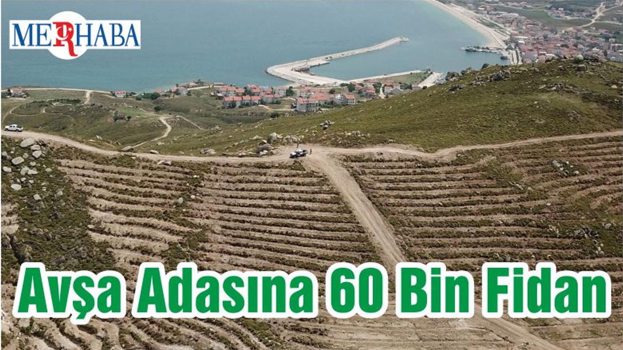 Avşa Adasına 60 Bin Fidan