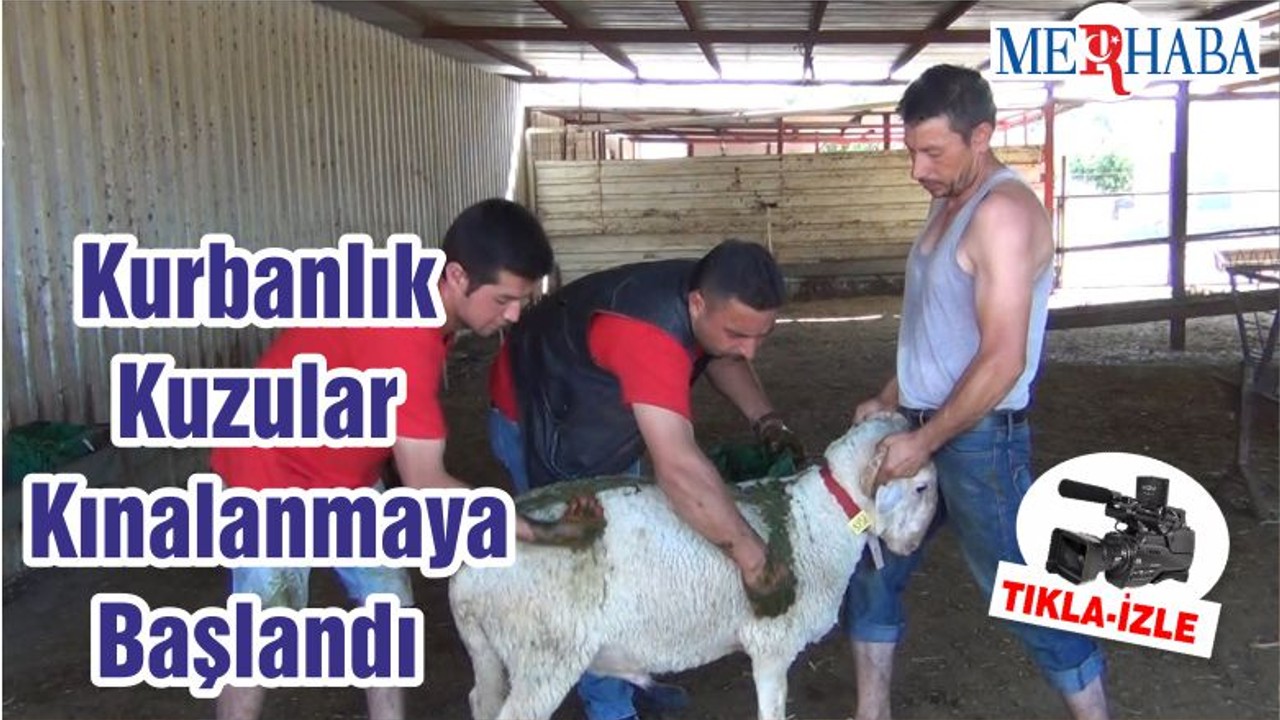 Kurbanlık Kuzular Kınalanmaya Başlandı