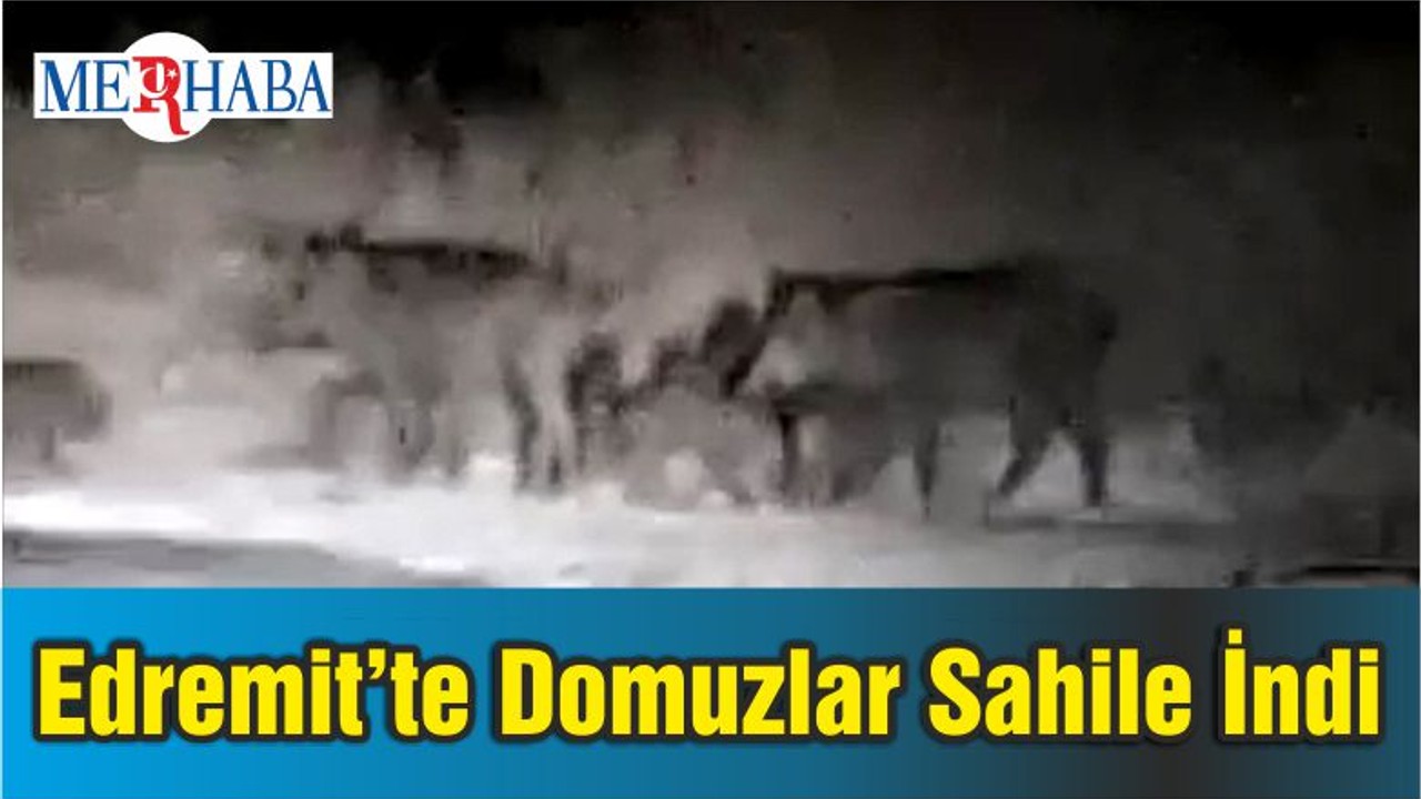Edremit’te Domuzlar Sahile İndi