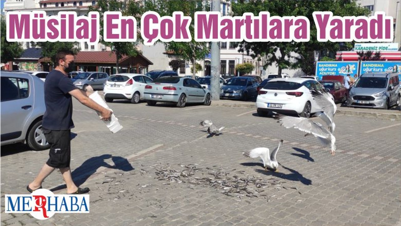 Müsilaj En Çok Martılara Yaradı