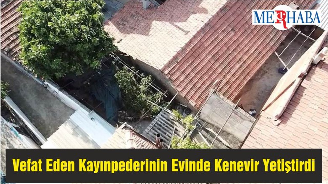 Vefat Eden Kayınpederinin Evinde Kenevir Yetiştirdi