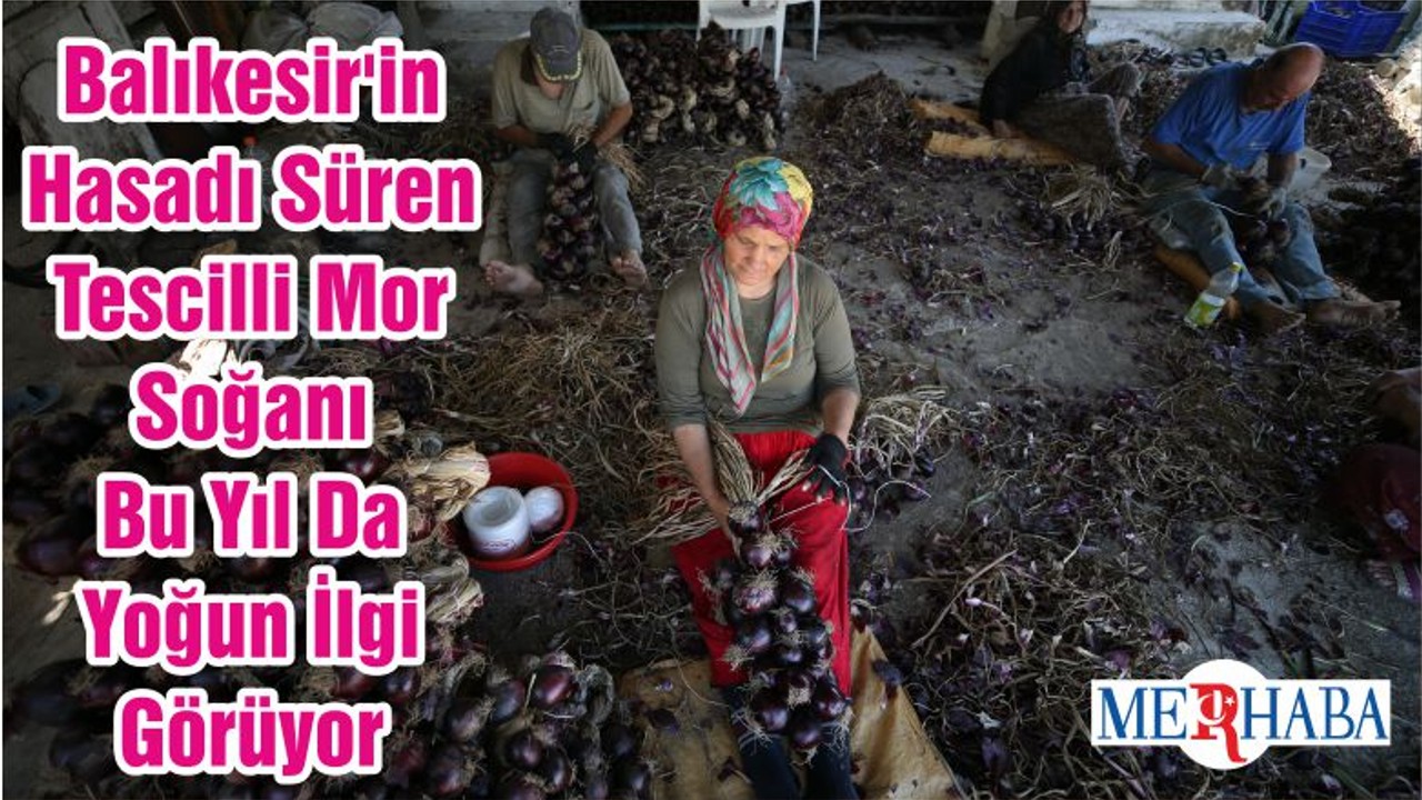 Balıkesir'in Hasadı Süren Tescilli Mor Soğanı Bu Yıl Da Yoğun İlgi Görüyor