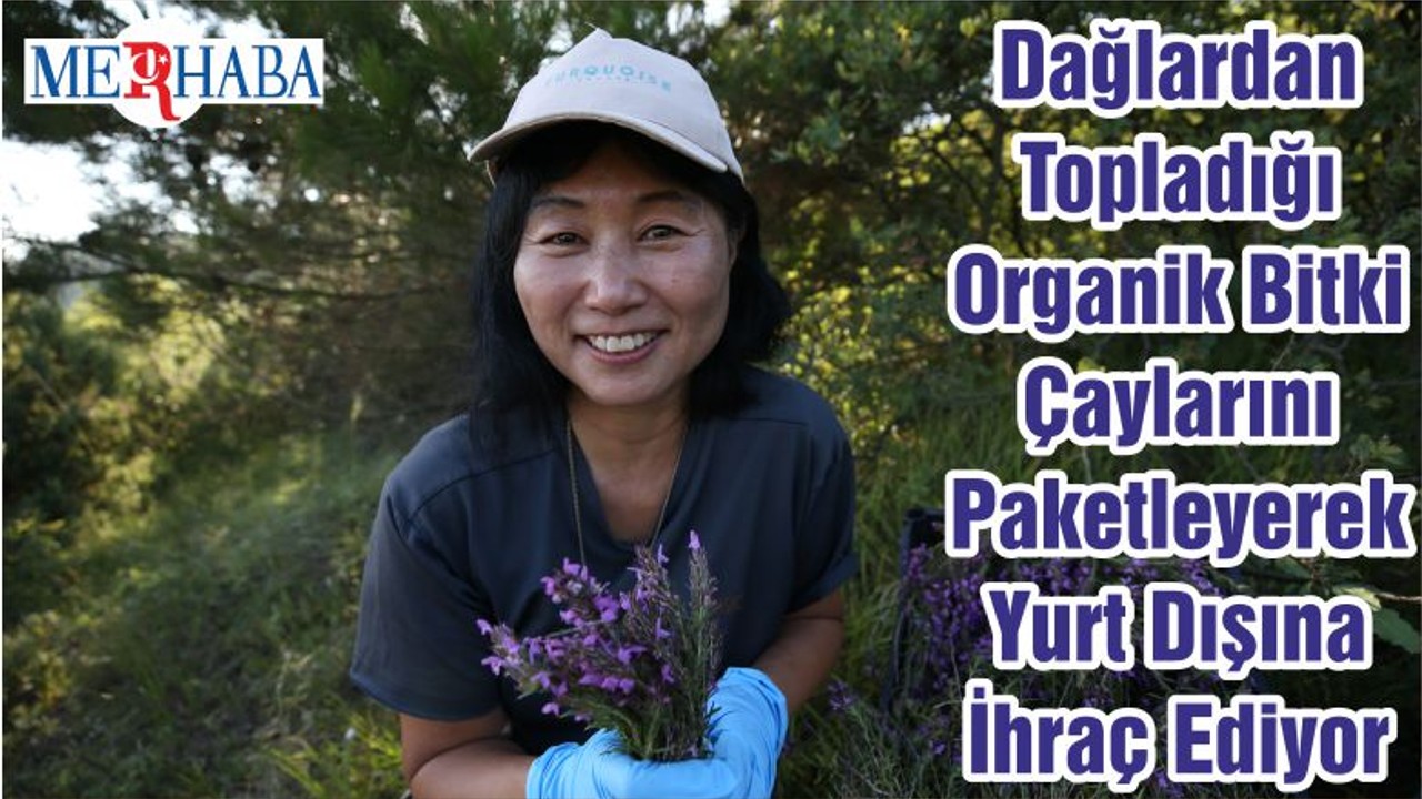 Dağlardan Topladığı Organik Bitki Çaylarını Paketleyerek Yurt Dışına İhraç Ediyor