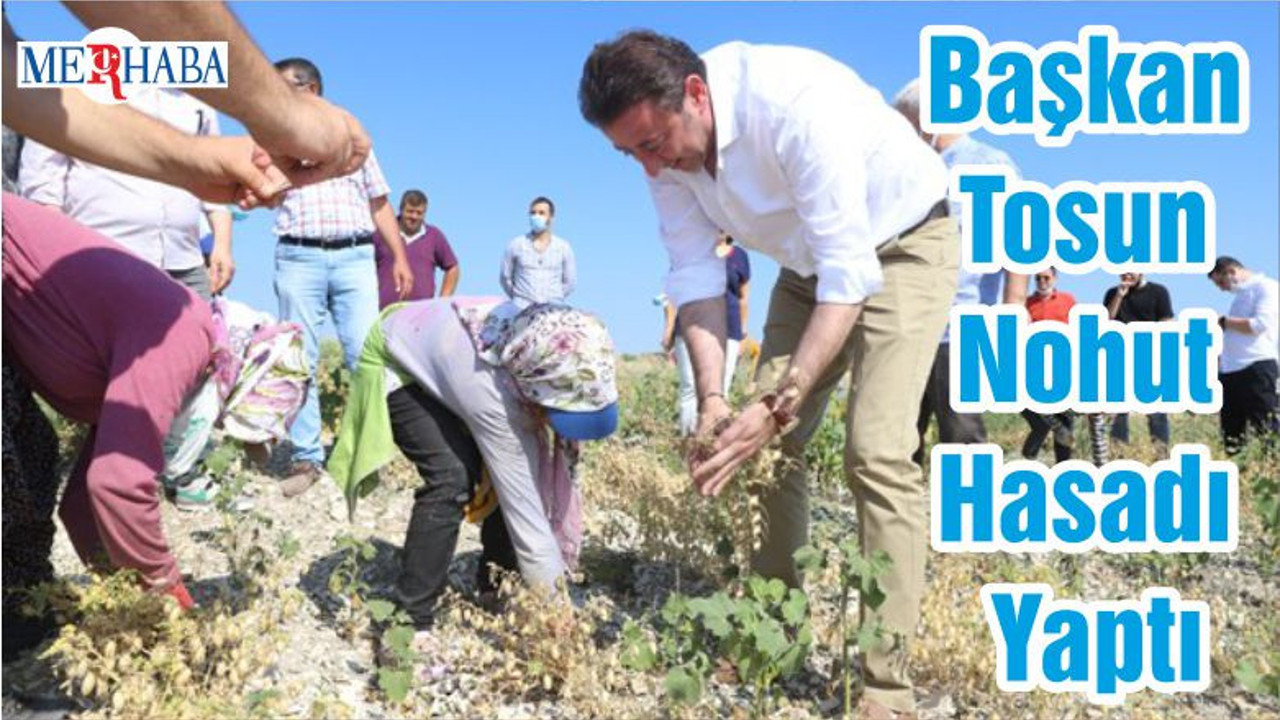 Başkan Tosun Nohut Hasadı Yaptı