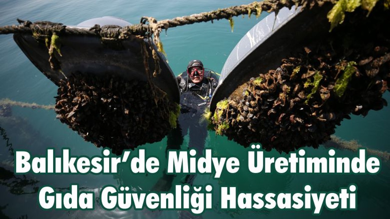 Balıkesir’de Midye Üretiminde Gıda Güvenliği Hassasiyeti