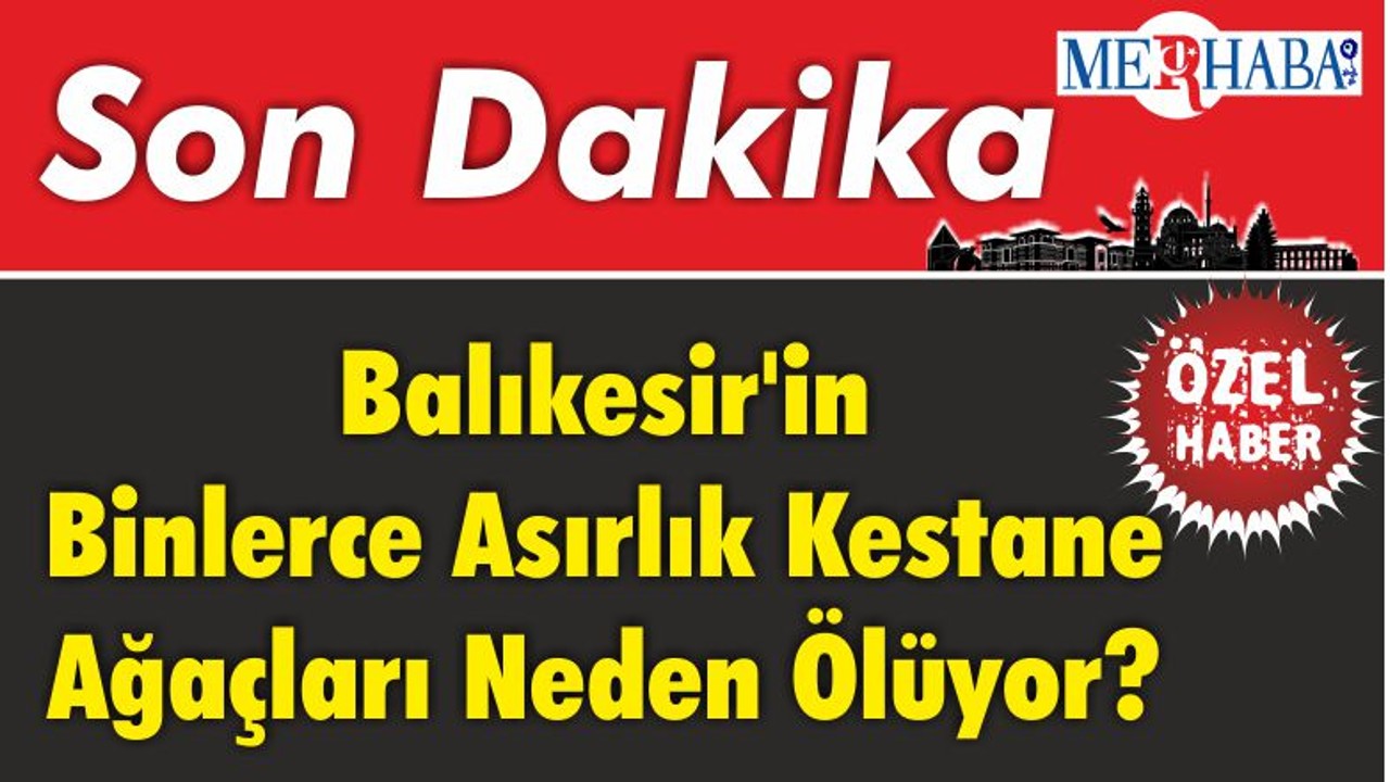 Balıkesir'in Binlerce Asırlık Kestane Ağaçları Neden Ölüyor?