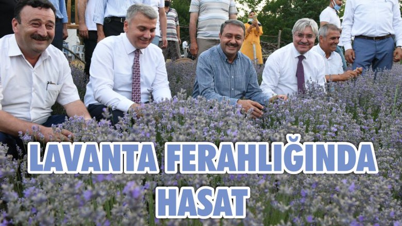 LAVANTA FERAHLIĞINDA HASAT