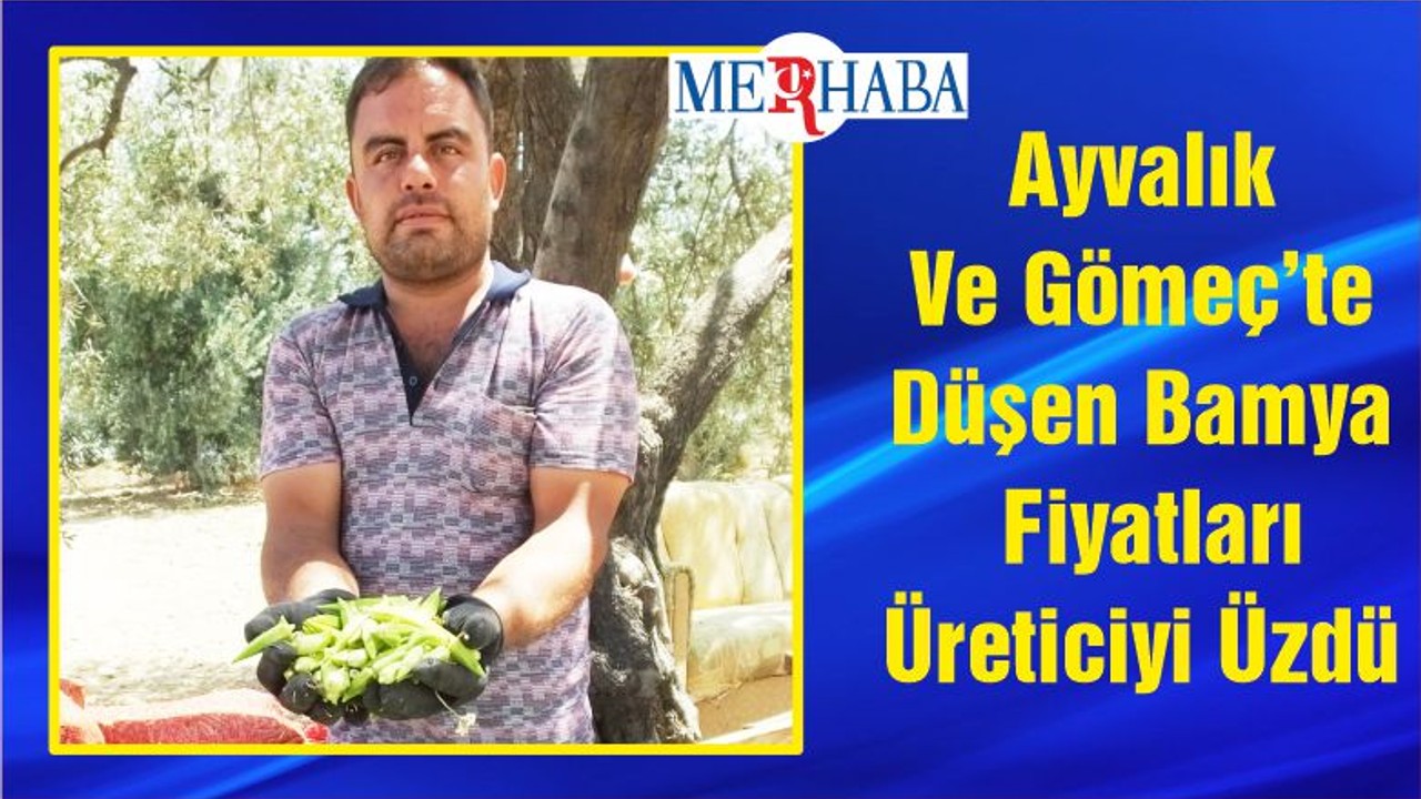 Ayvalık Ve Gömeç’te Düşen Bamya Fiyatları Üreticiyi Üzdü