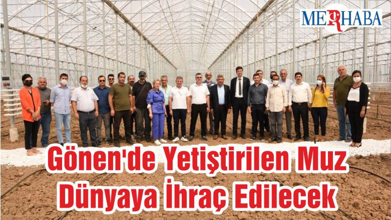 Gönen'de Yetiştirilen Muz Dünyaya İhraç Edilecek