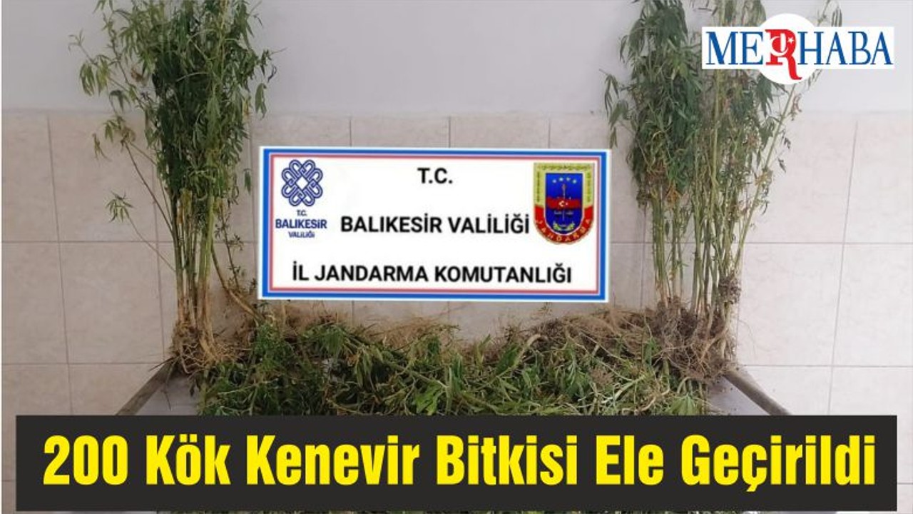 Balıkesir’de 200 Kök Kenevir Bitkisi Ele Geçirildi