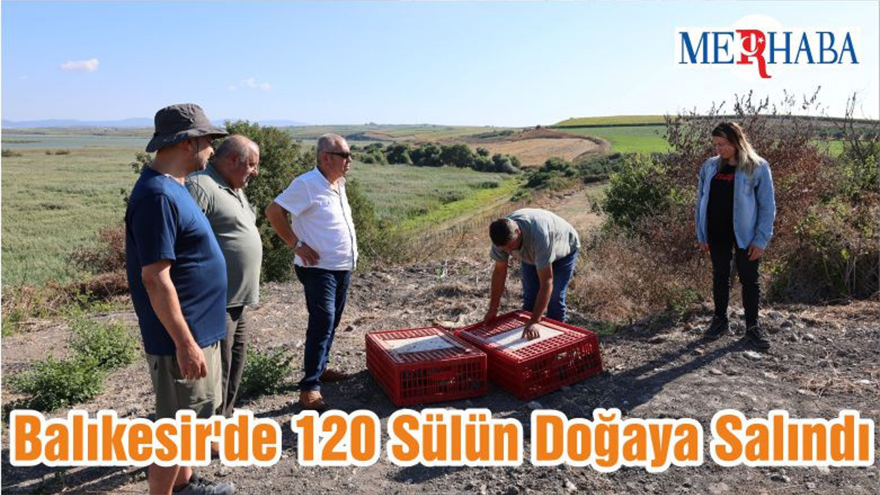 Balıkesir'de 120 Sülün Doğaya Salındı