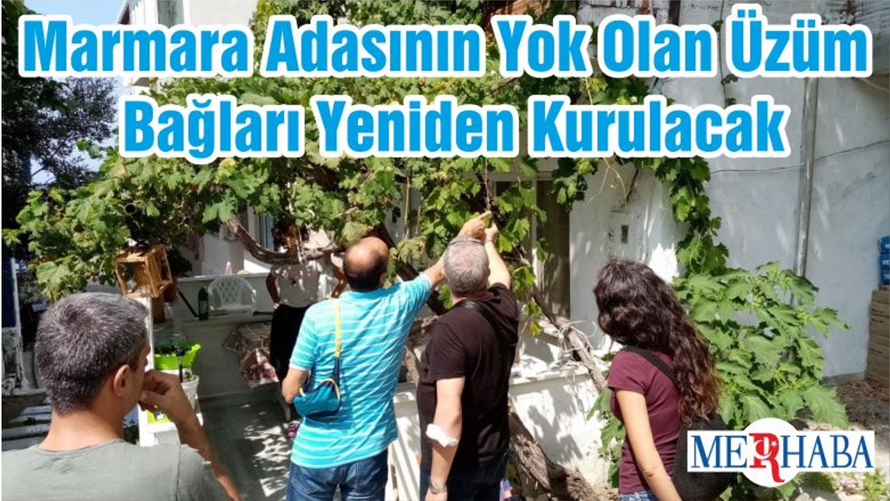 Marmara Adasının Yok Olan Üzüm Bağları Yeniden Kurulacak