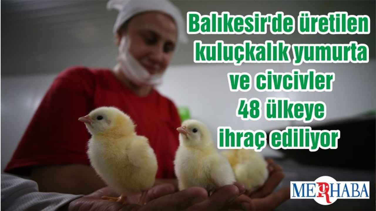 Balıkesir'de üretilen kuluçkalık yumurta ve civcivler 48 ülkeye ihraç ediliyor