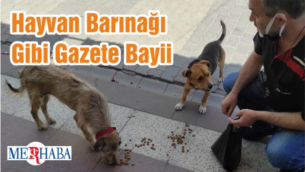 Hayvan Barınağı Gibi Gazete Bayii