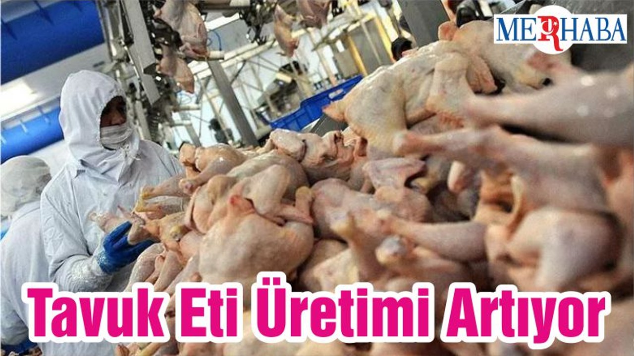 Tavuk Eti Üretimi Artıyor