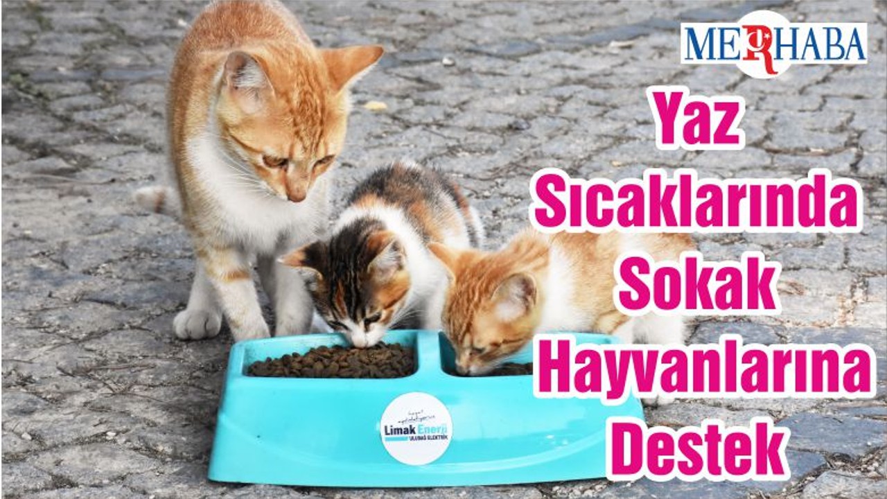 Yaz Sıcaklarında Sokak Hayvanlarına Destek