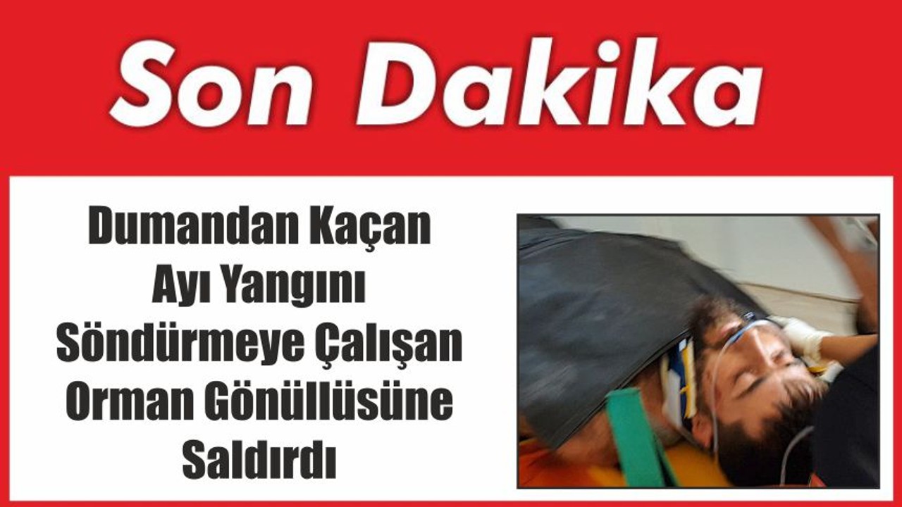 Dumandan Kaçan Ayı Yangını Söndürmeye Çalışan Orman Gönüllüsüne Saldırdı