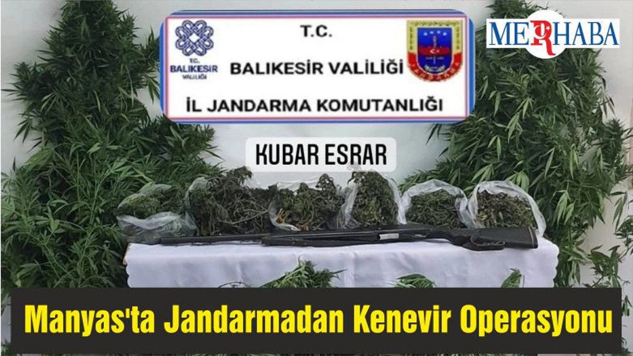 Manyas'ta Jandarmadan Kenevir Operasyonu