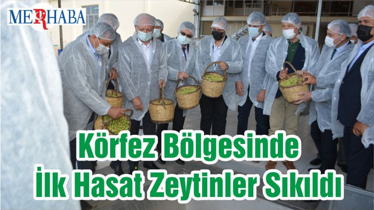 Körfez Bölgesinde İlk Hasat Zeytinler Sıkıldı