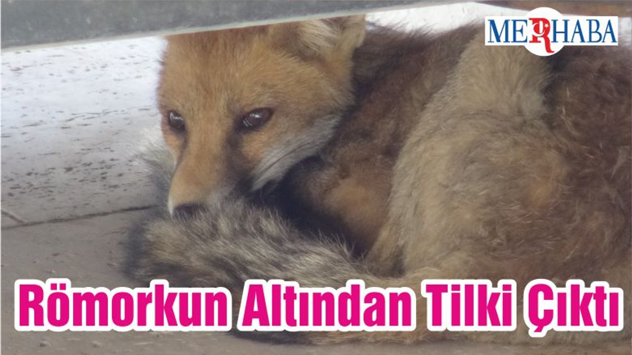 Römorkun Altından Tilki Çıktı