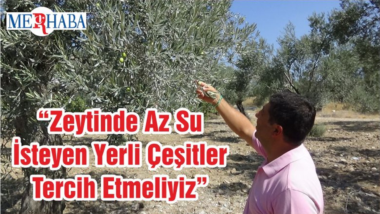 “Zeytinde Az Su İsteyen Yerli Çeşitler Tercih Etmeliyiz"