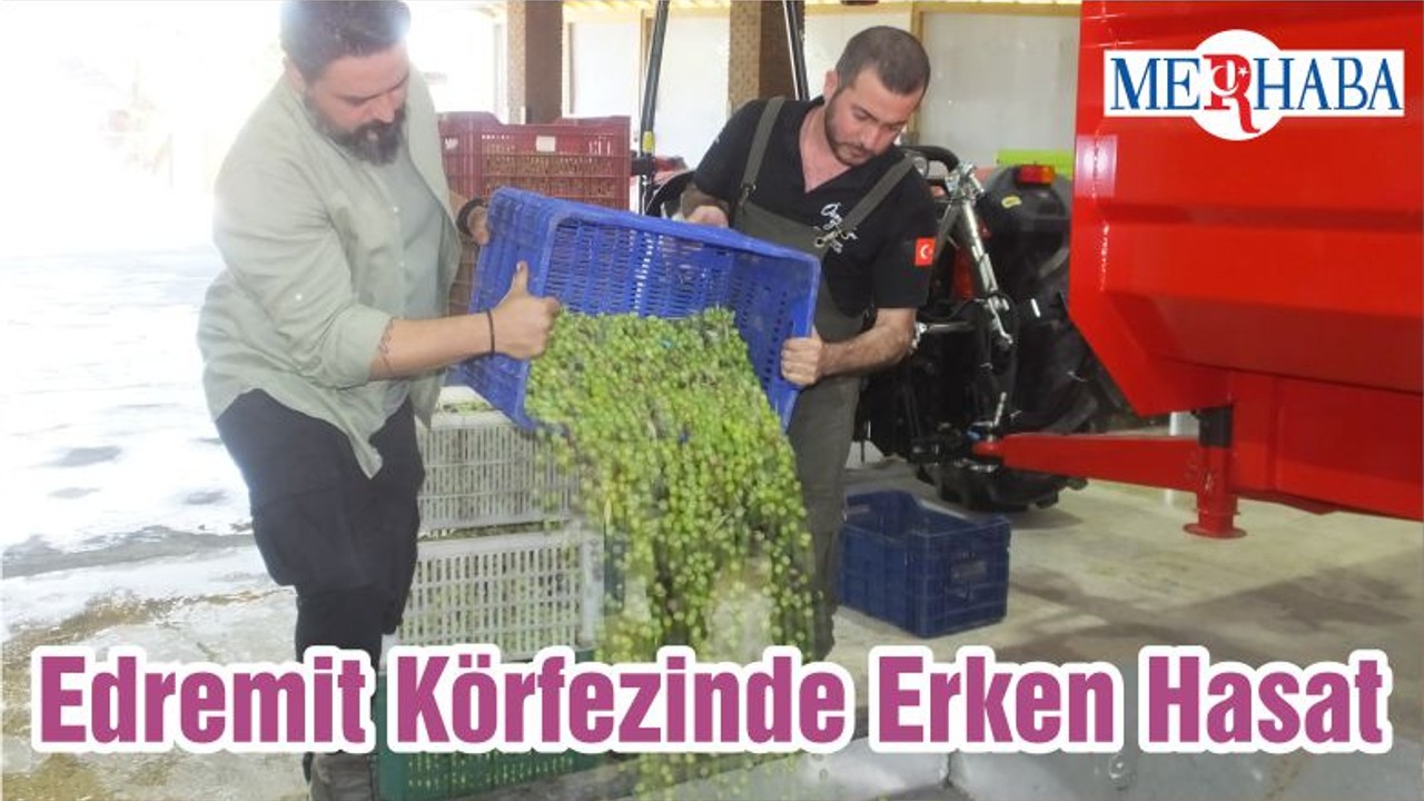 Edremit Körfezinde Erken Hasat