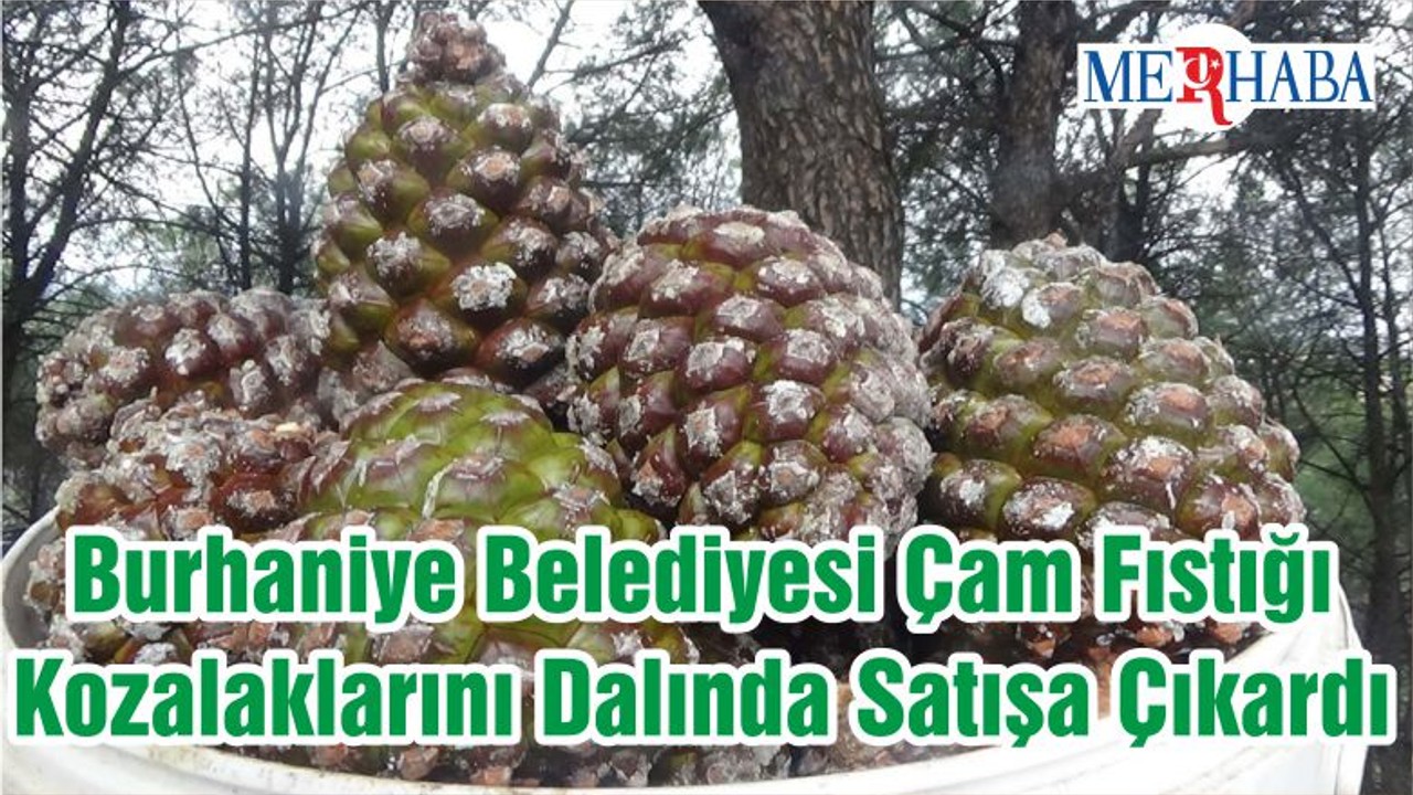 Burhaniye Belediyesi Çam Fıstığı Kozalaklarını Dalında Satışa Çıkardı