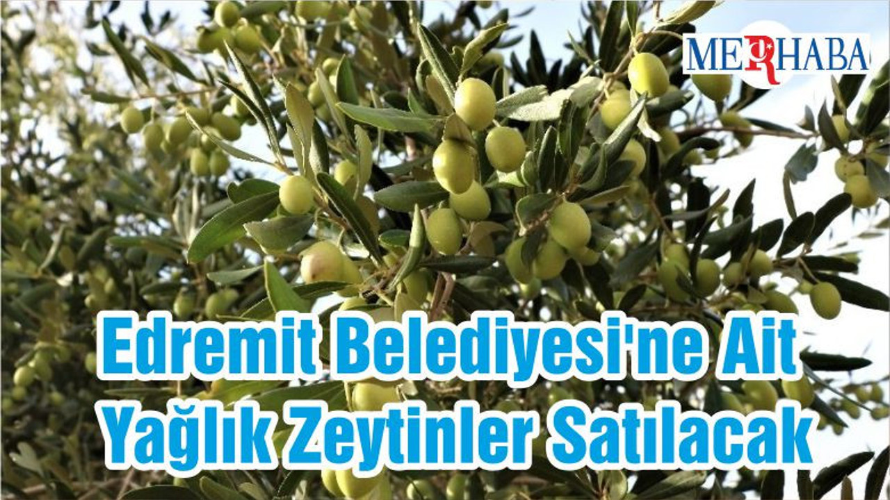 Edremit Belediyesi'ne Ait Yağlık Zeytinler Satılacak
