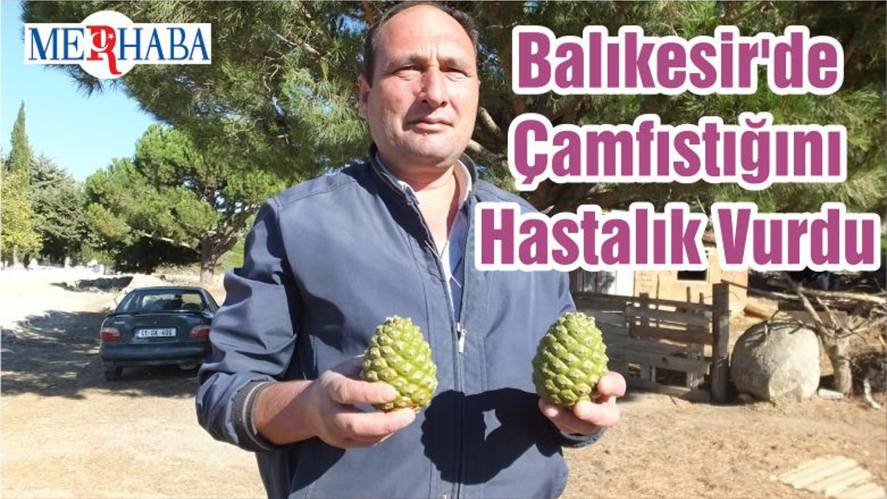 Balıkesir'de Çamfıstığını Hastalık Vurdu