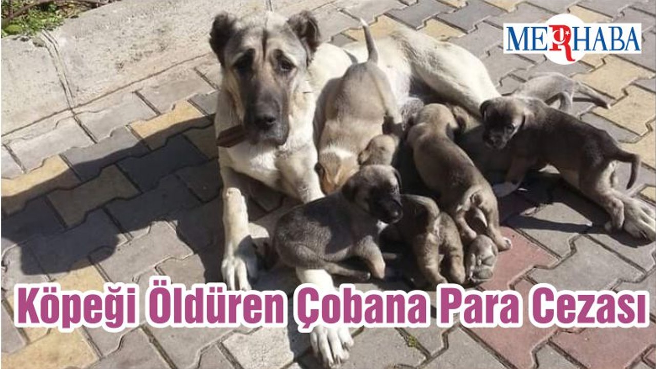 Köpeği Öldüren Çobana Para Cezası