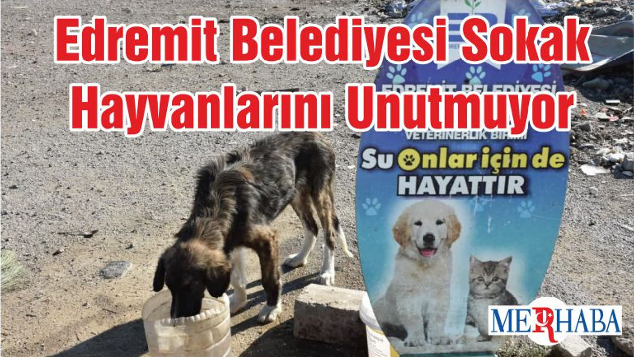 Edremit Belediyesi Sokak Hayvanlarını Unutmuyor