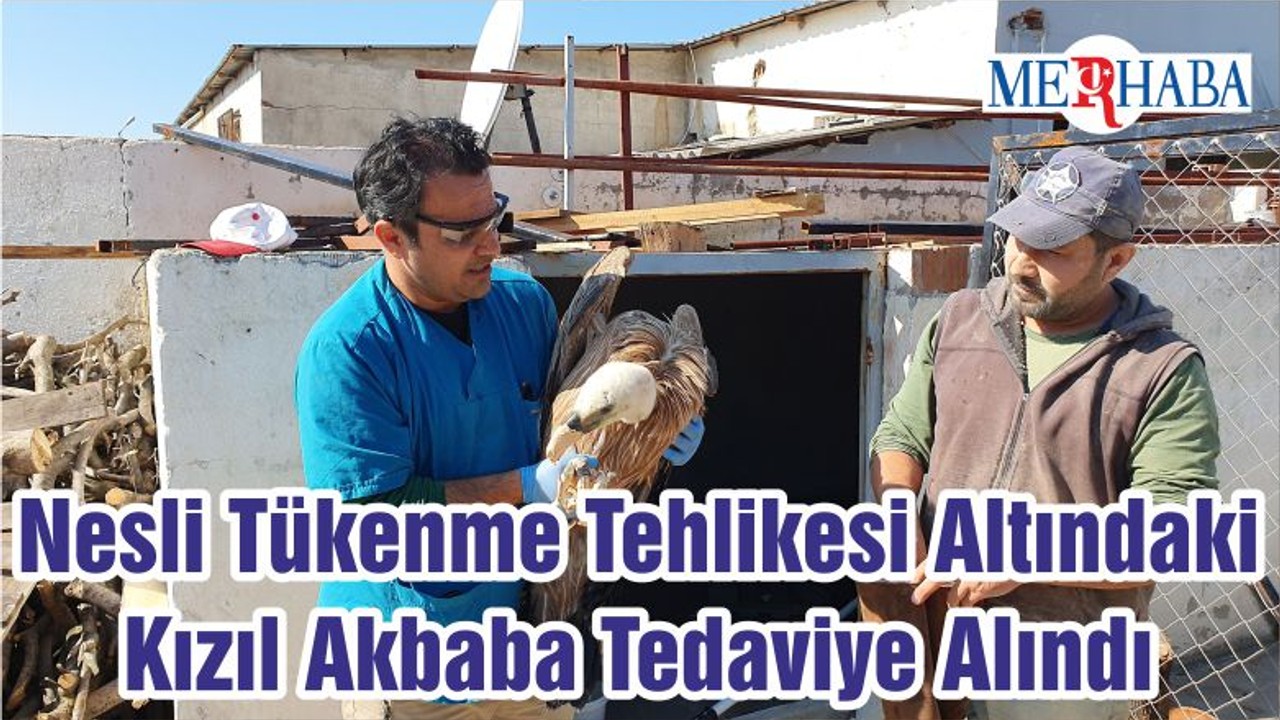 Balıkesir'de Bitkin Halde Bulunan Nesli Tükenme Tehlikesi Altındaki Kızıl Akbaba Tedaviye Alındı