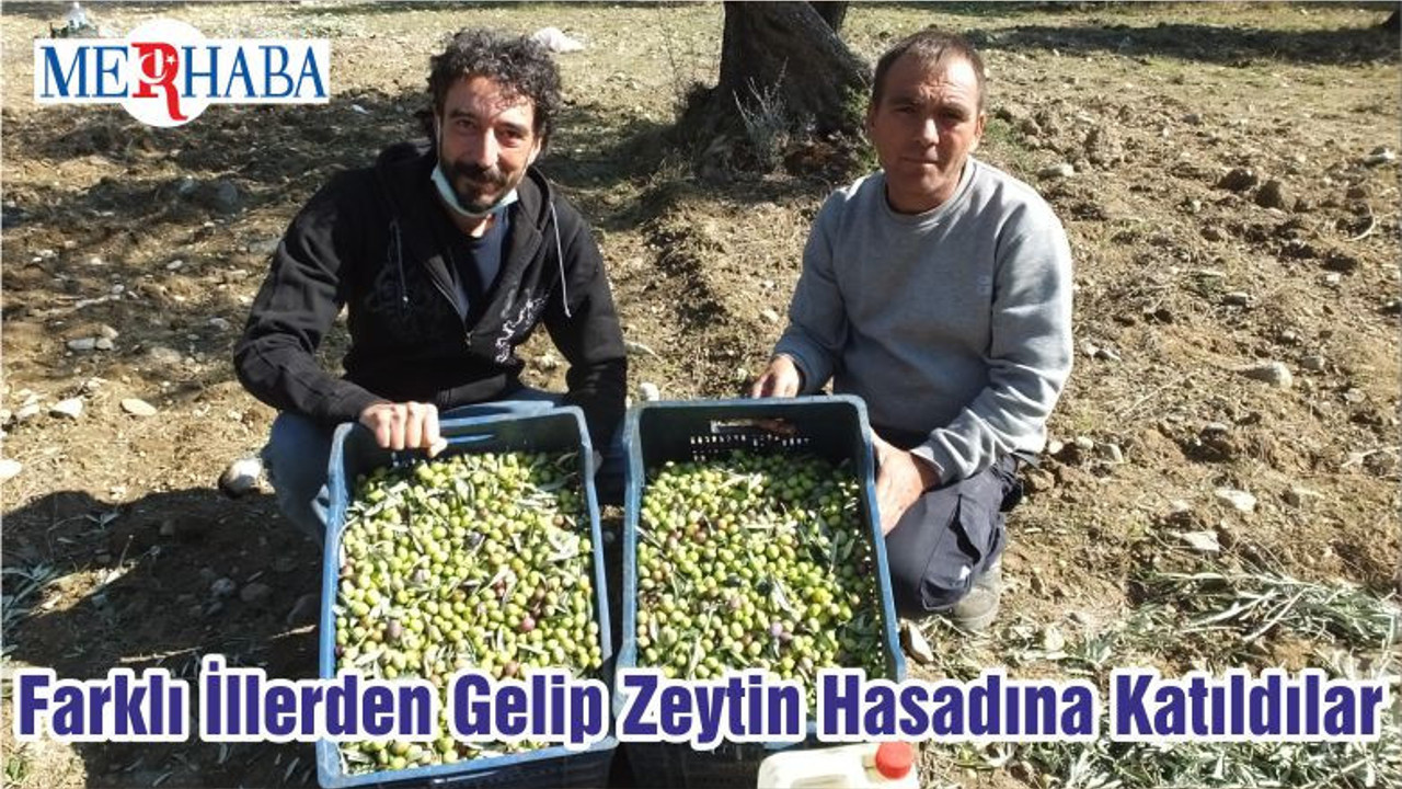 Farklı İllerden Gelip Zeytin Hasadına Katıldılar