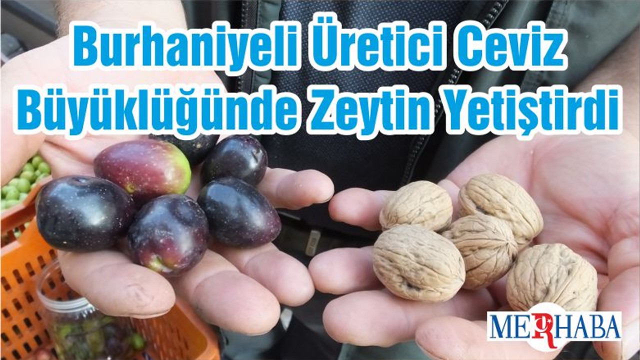 Burhaniyeli Üretici Ceviz Büyüklüğünde Zeytin Yetiştirdi