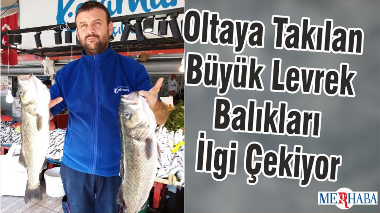 Oltaya Takılan Büyük Levrek Balıkları İlgi Çekiyor