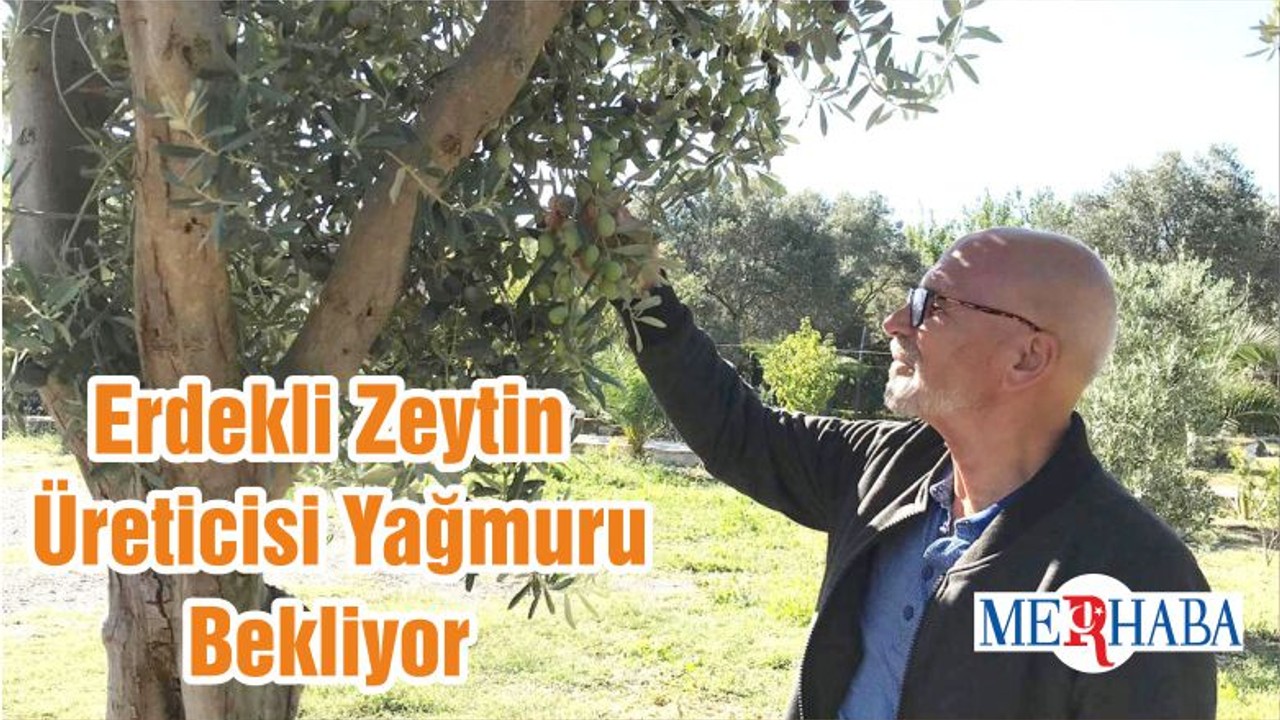 Erdekli Zeytin Üreticisi Yağmuru Bekliyor