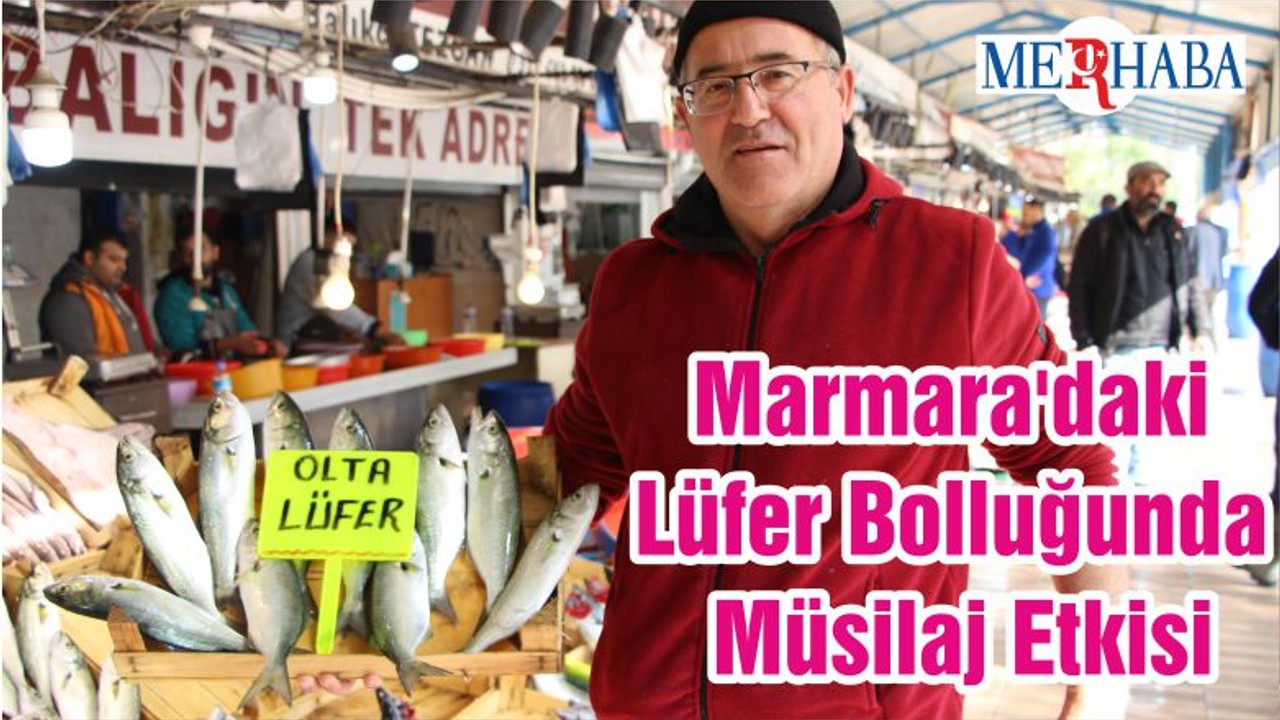 Marmara'daki Lüfer Bolluğunda Müsilaj Etkisi
