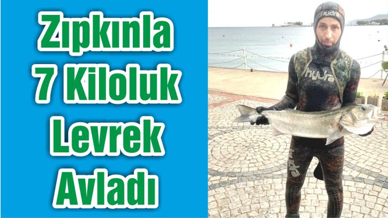 Zıpkınla 7 Kiloluk Levrek Avladı