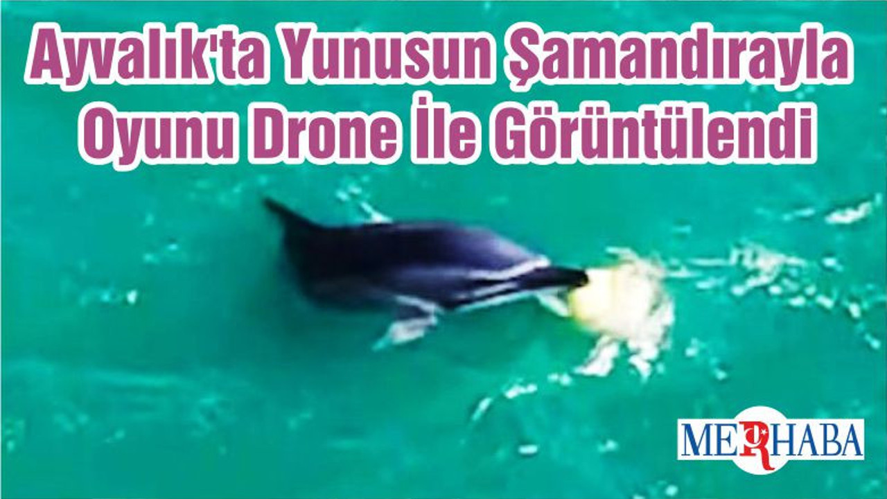 Ayvalık'ta Yunusun Şamandırayla Oyunu Drone İle Görüntülendi