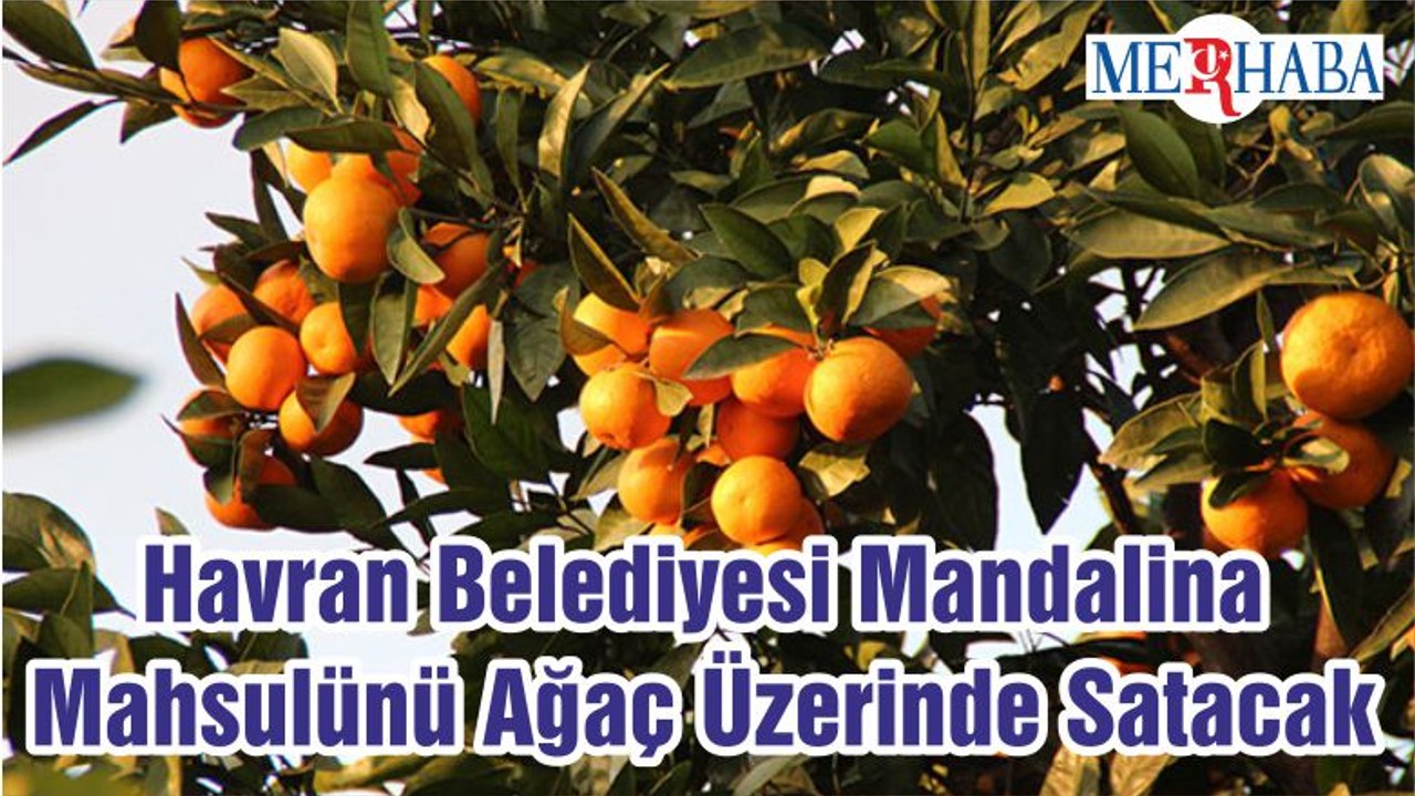 Havran Belediyesi Mandalina Mahsulünü Ağaç Üzerinde Satacak
