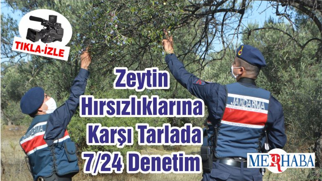 Zeytin Hırsızlıklarına Karşı Tarlada 7/24 Denetim