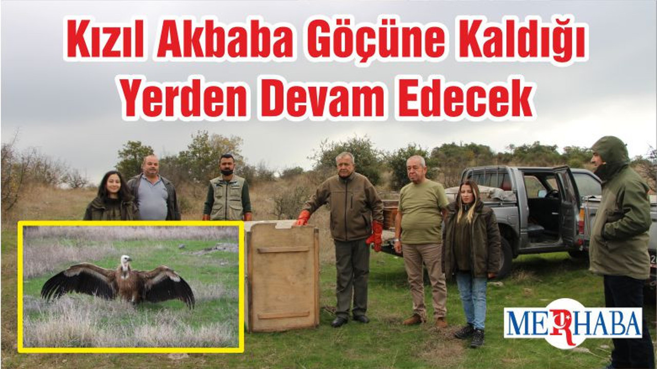 Kızıl Akbaba Göçüne Kaldığı Yerden Devam Edecek