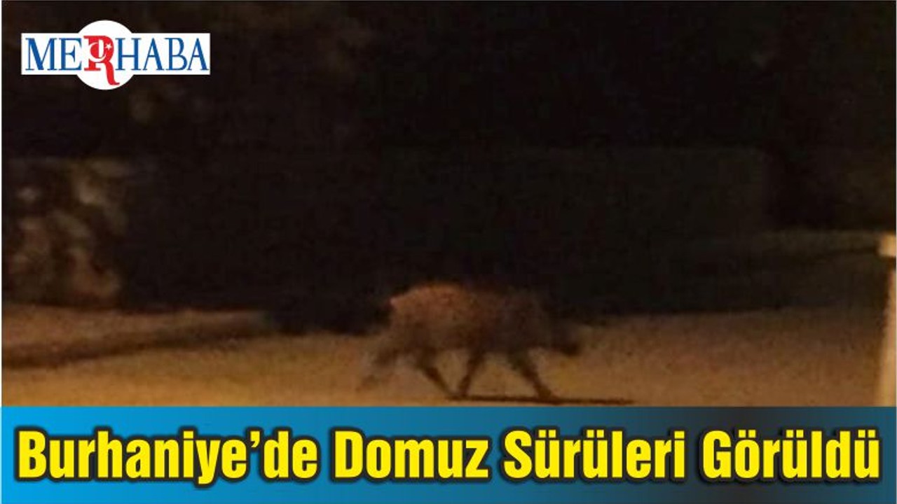 Burhaniye’de Domuz Sürüleri Görüldü