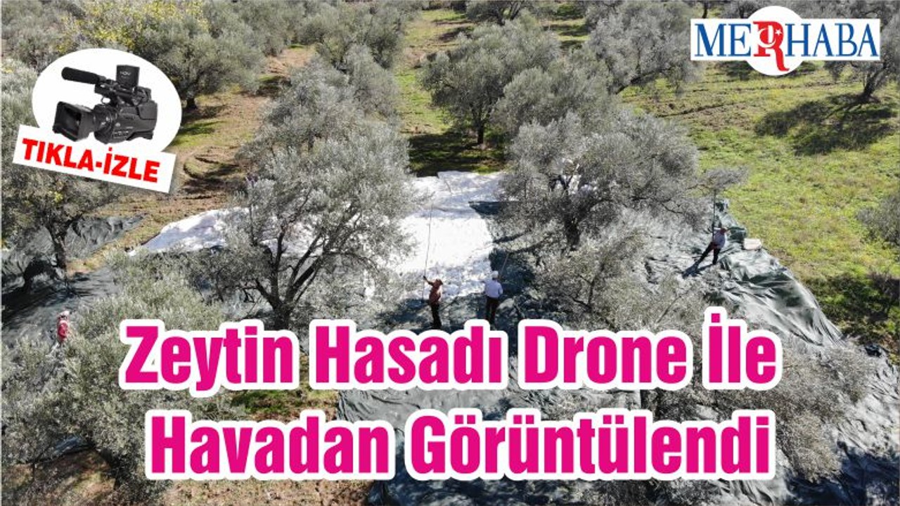 Zeytin Hasadı Drone İle Havadan Görüntülendi