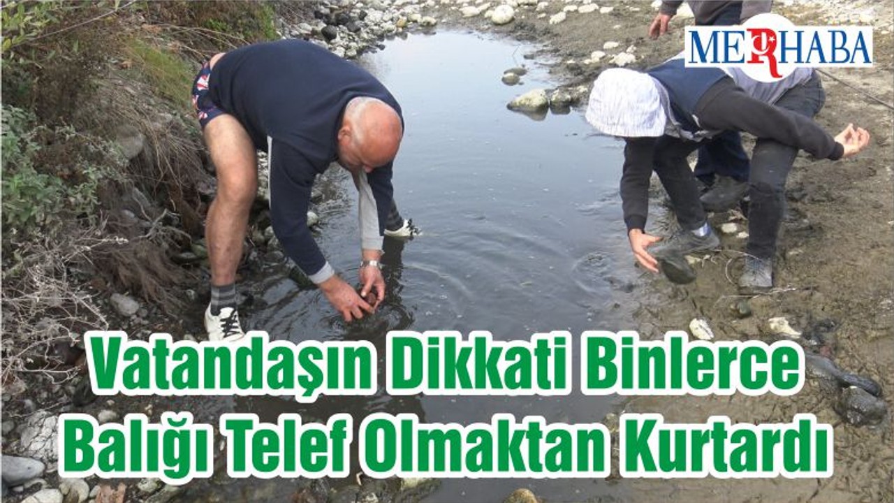 Vatandaşın Dikkati Binlerce Balığı Telef Olmaktan Kurtardı
