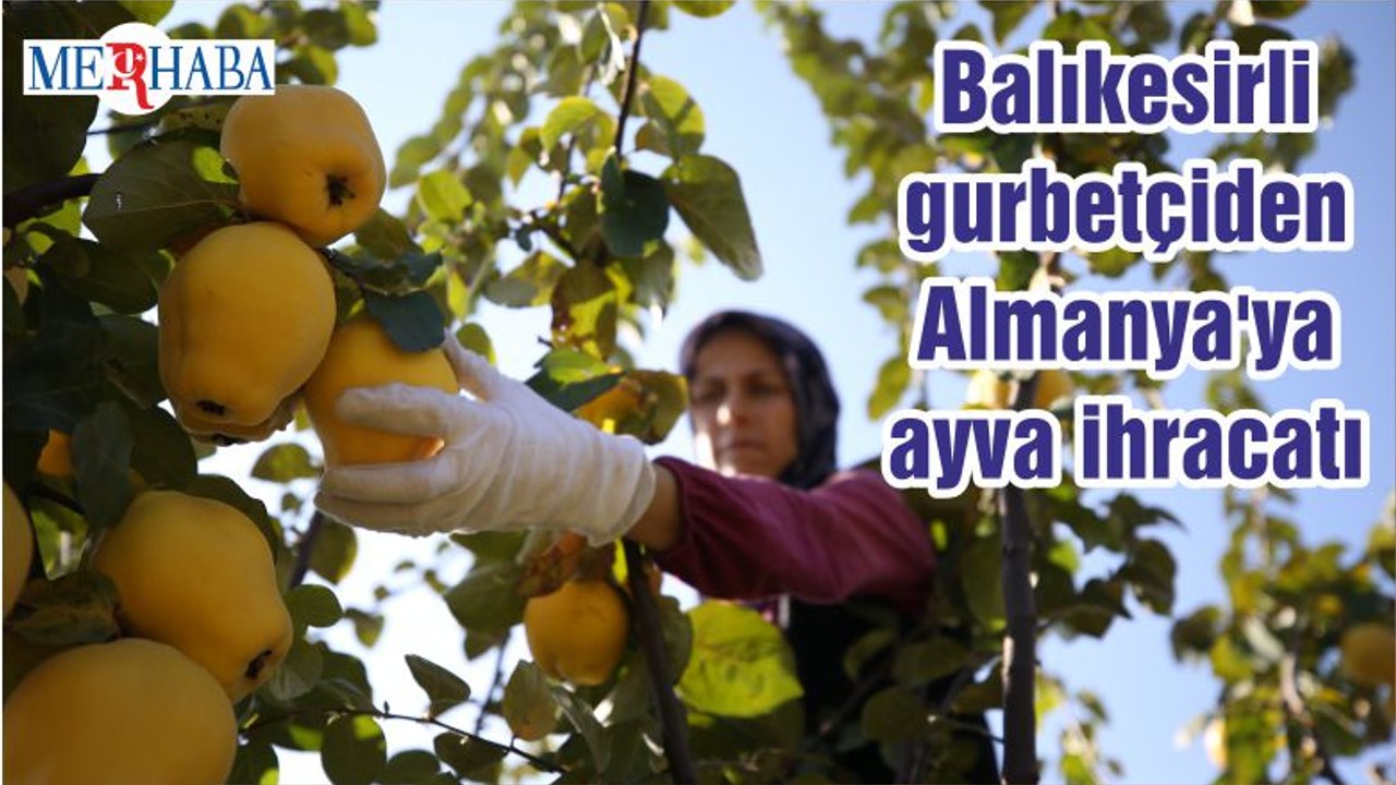 Balıkesirli gurbetçiden Almanya'ya ayva ihracatı