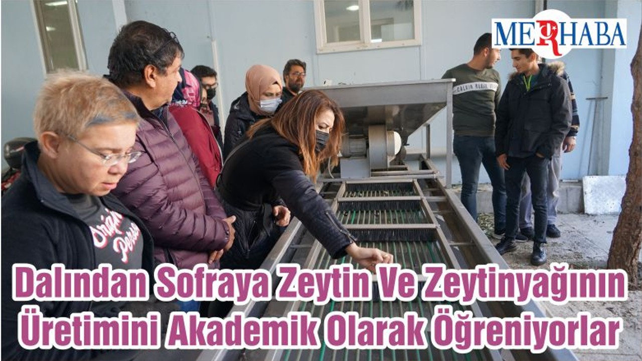 Dalından Sofraya Zeytin Ve Zeytinyağının Üretimini Akademik Olarak Öğreniyorlar
