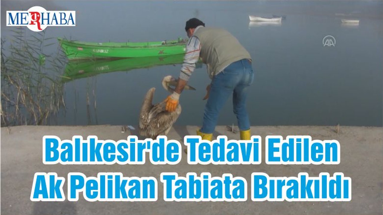Balıkesir'de Tedavi Edilen Ak Pelikan Tabiata Bırakıldı